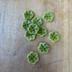 Lotus Corozo Shirting Buttons in Matcha - 0.6" (sold by the button)
